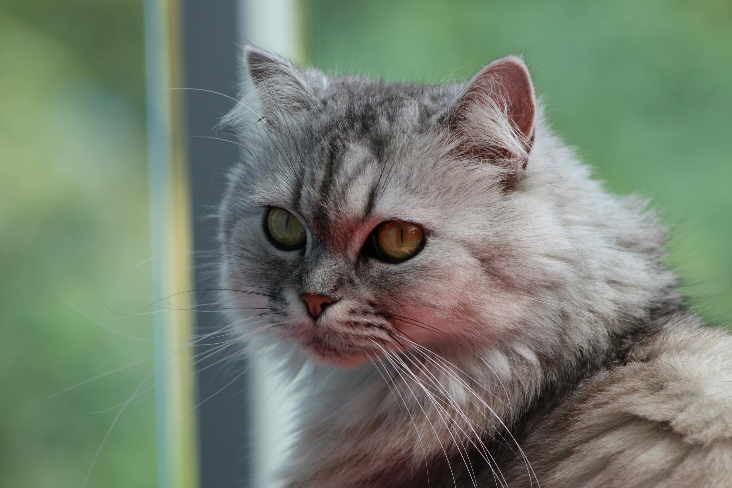 Close-up of a silver Persian cat with golden eyes sitting by a window