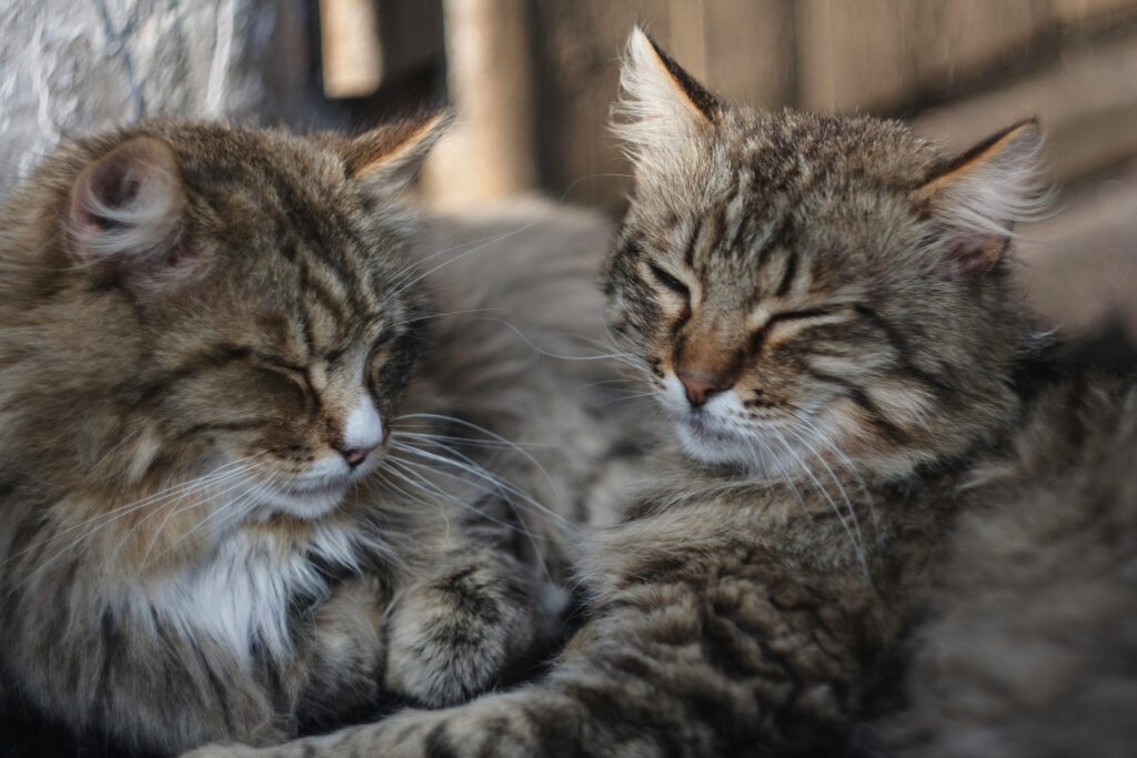 Two fluffy brown tabby cats sleeping side by side in natural light