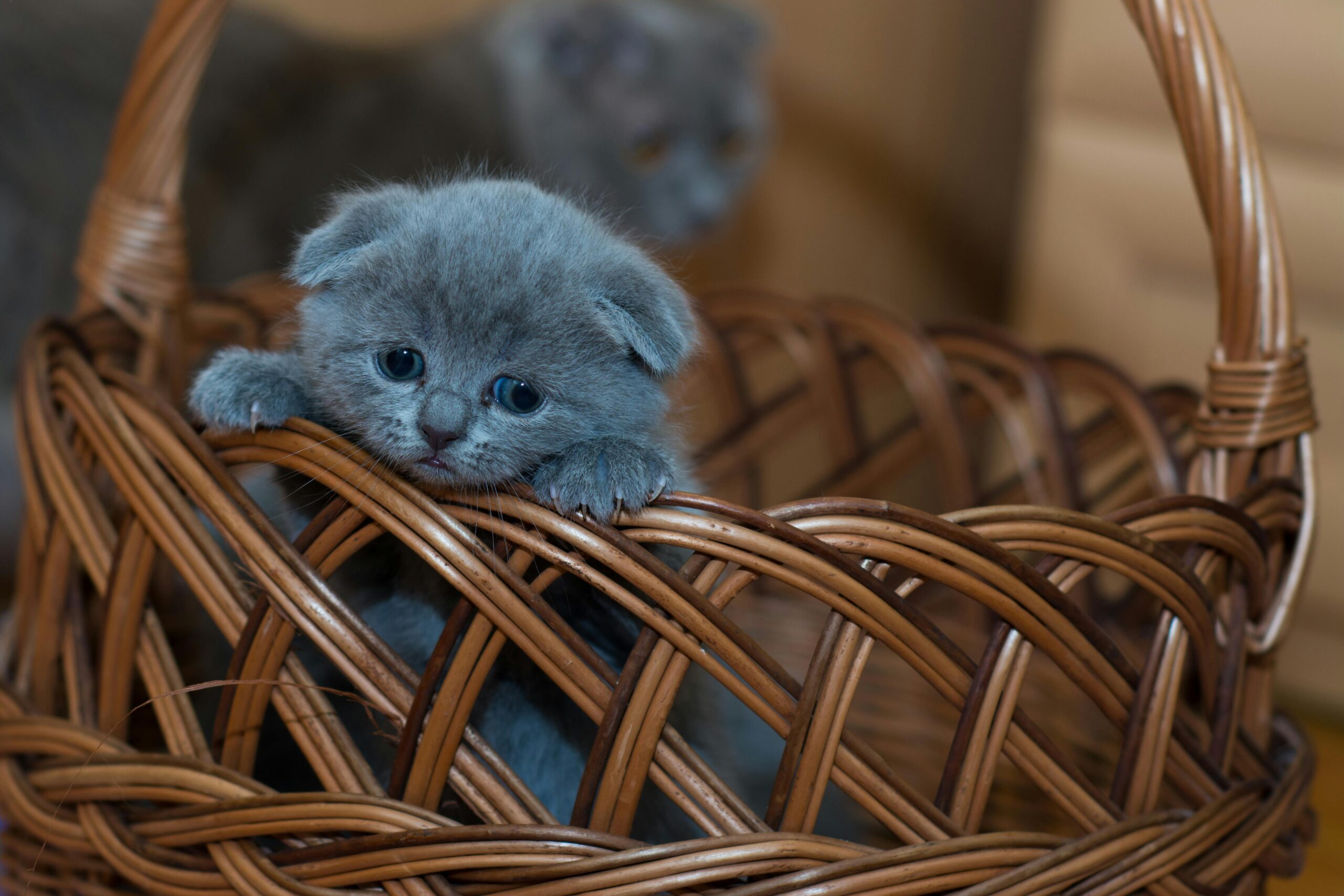 Cute gray Scottish Fold kitten with blue eyes sitting indoors on a wooden floor