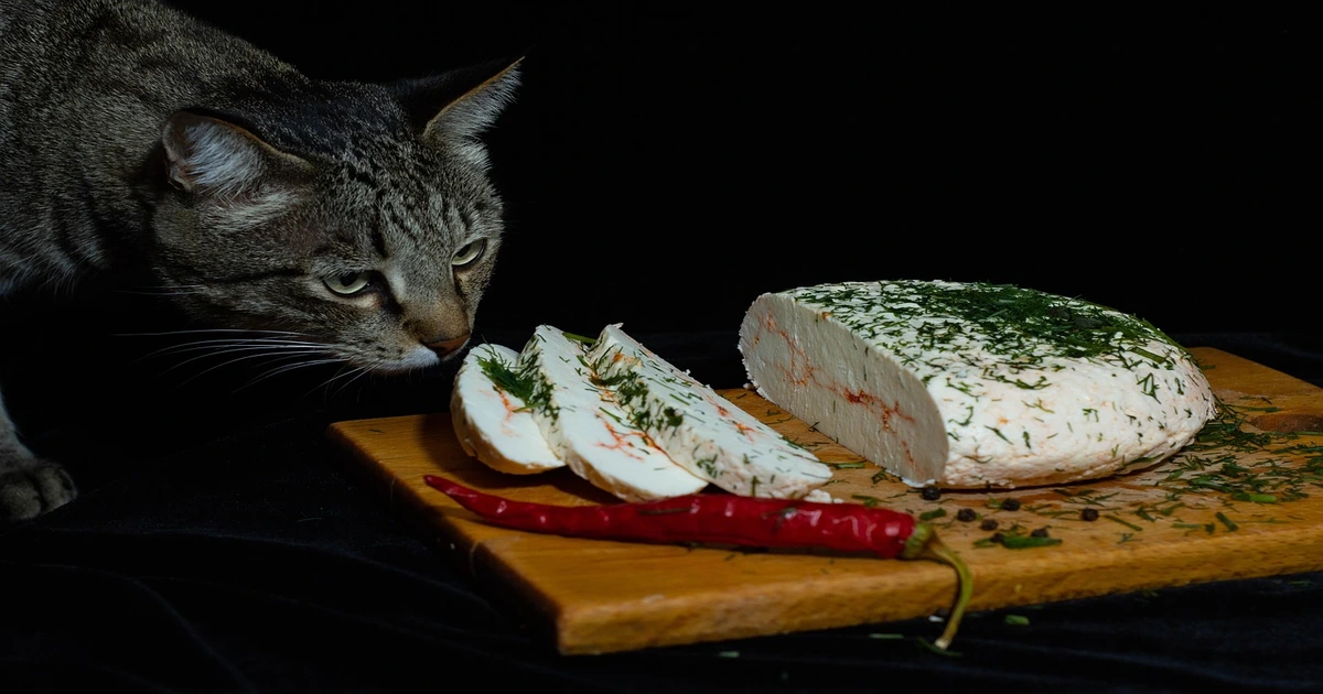 Can cats eat cheese?