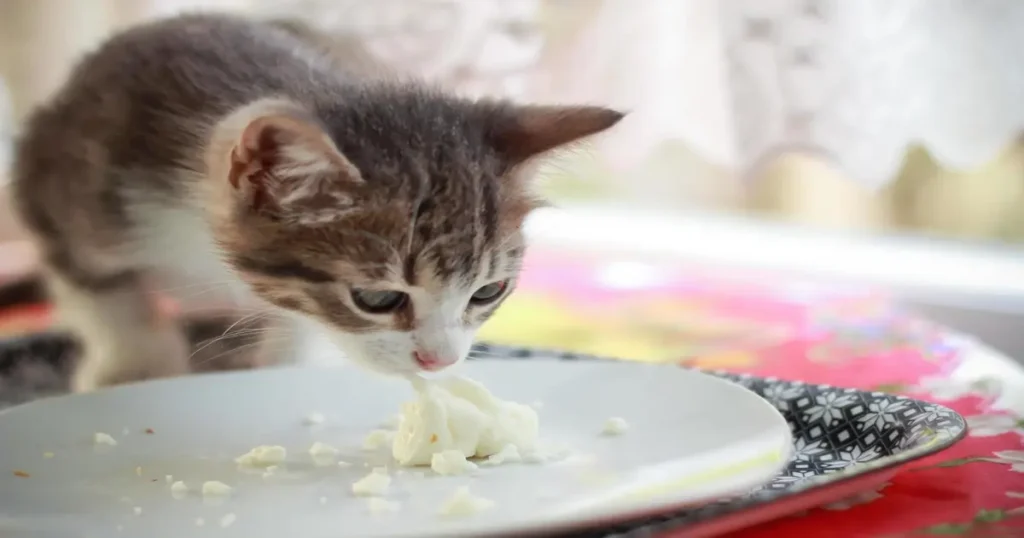 Can Cats Eat Cheese?