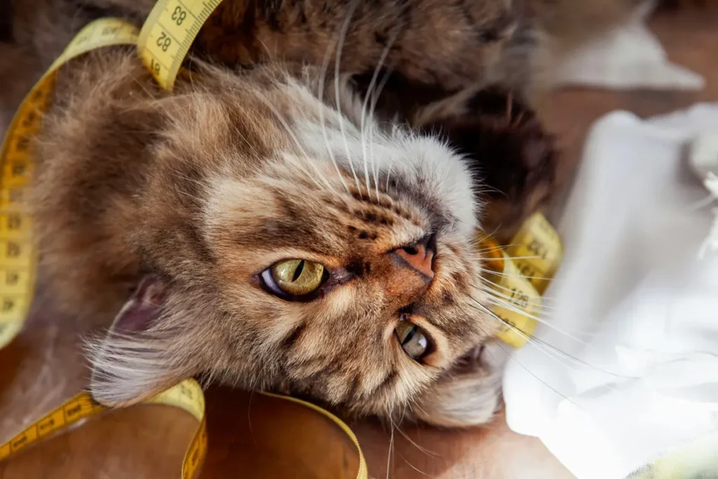 A close-up of a cute brown tabby cat lying upside down with a yellow measuring tape wrapped around it.