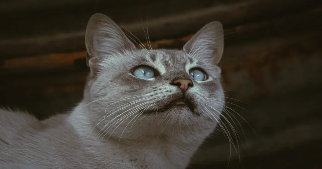 Gray cat with shiny blue eyes looking up, showing why cats are so cute.