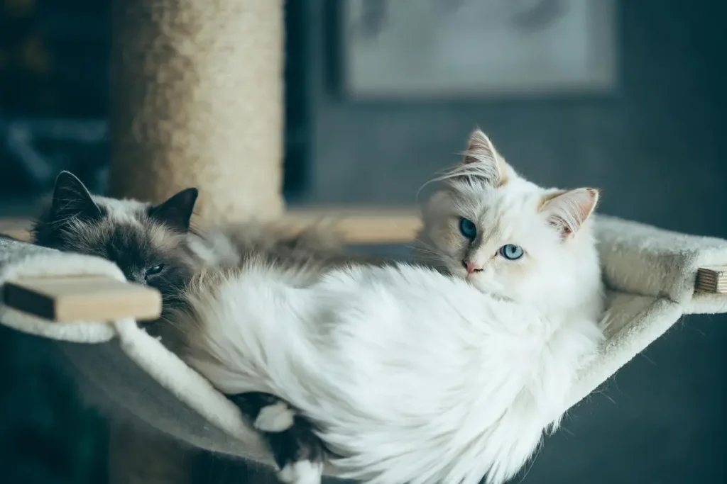 Fluffy white cat with blue eyes lying on a cat tree, showing why are cats so cute.
